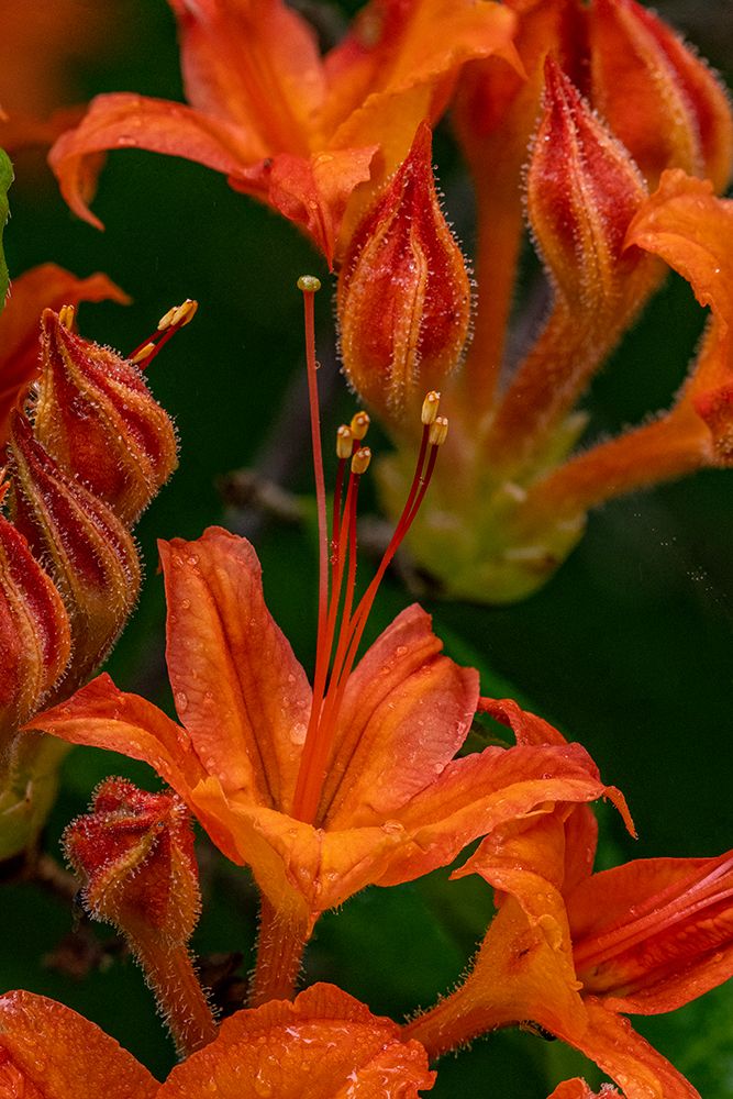 Tangerine Delight Azalea flowers in Northeast Harbor-Maine-USA